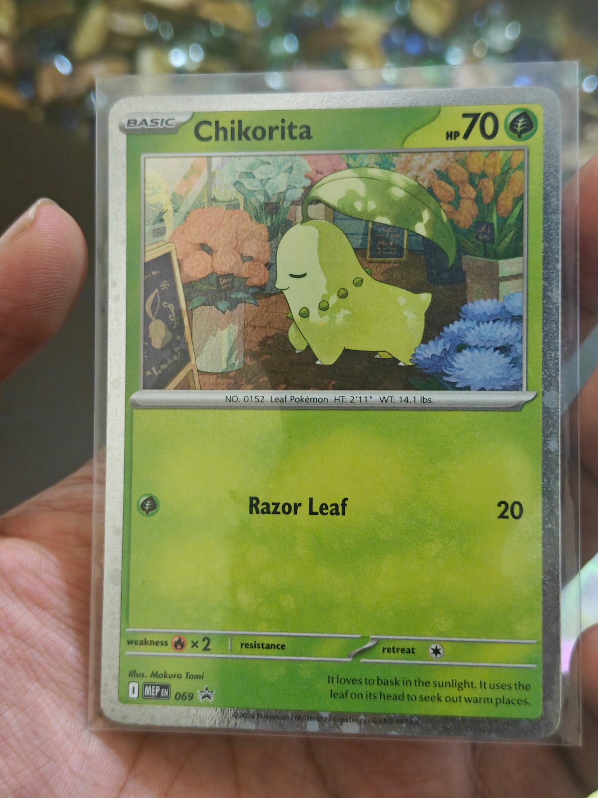 Chikorita